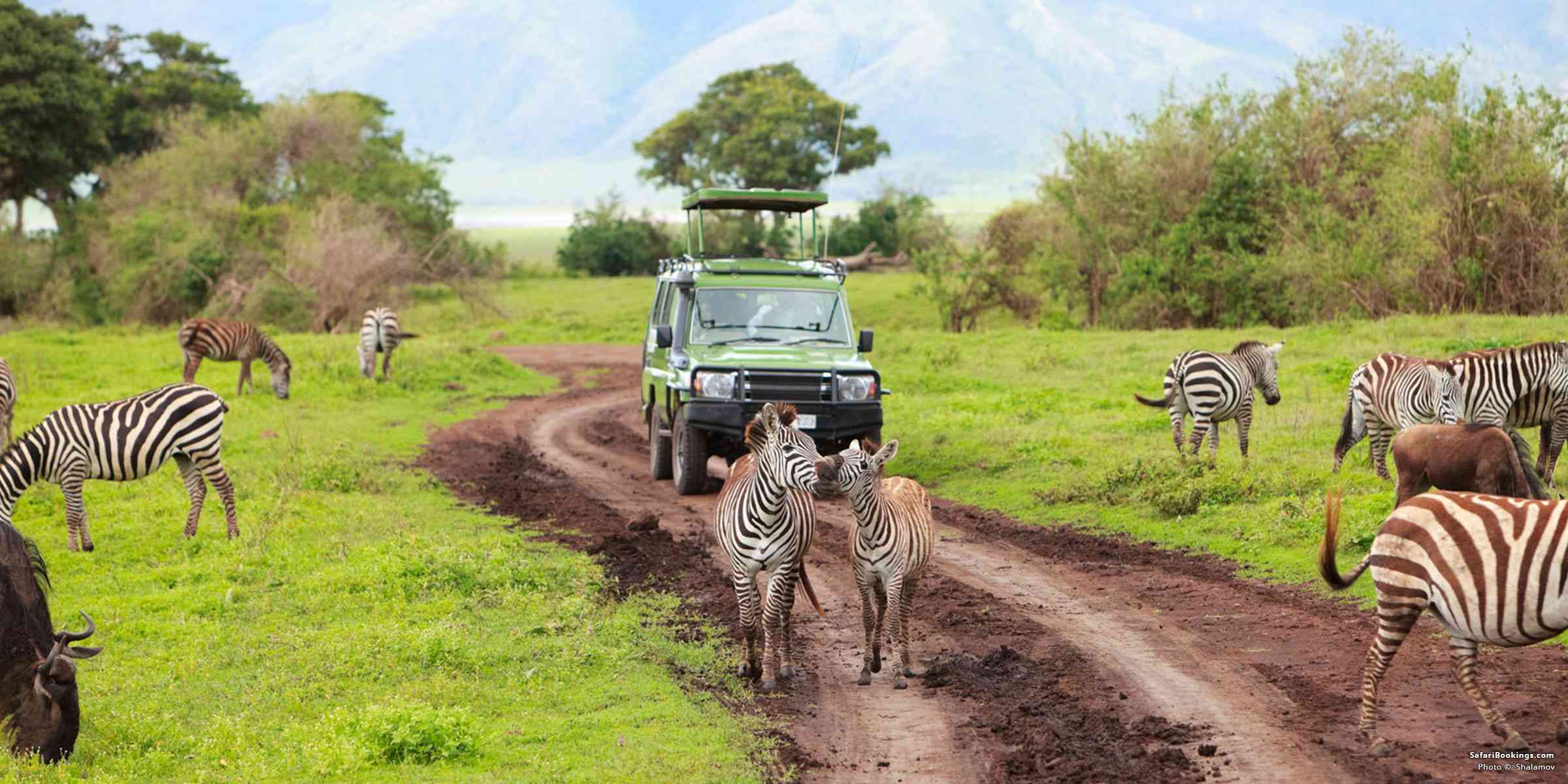 Tanzania Safari Group